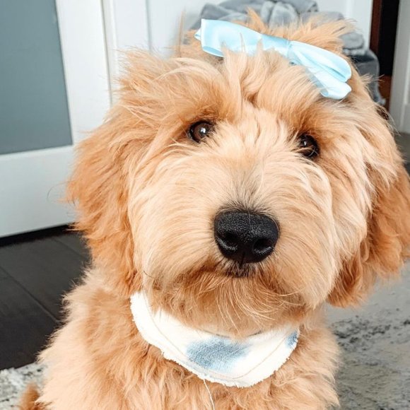 Dog Bow - Picture 3 of 3